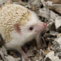 Animal Magic – photos!