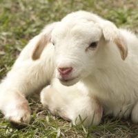 All Age Service: The Lion and Lamb All Age Service: The Lion and Lamb