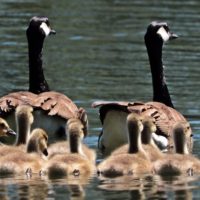 Mothers, fathers, boys and girls Mothers, fathers, boys and girls