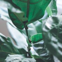 Luke 13:1 to 9 – Bearing fruit Luke 13:1 to 9 – Bearing fruit