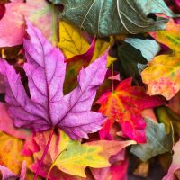 Autumn School 2018 Autumn School 2018
